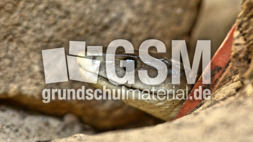 Schwarze Mamba_1.jpg